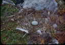 Image of Gull's egg