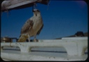 Image of Immature gull on deck