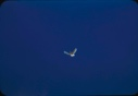 Image of Glaucous gull in flight