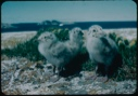 Image of Young Glaucous gulls on rocks