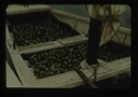 Image of Dory full of Eider eggs