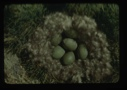 Image of Nest with six eggs