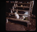 Image of Two Eskimo [Inuit] pups on steps