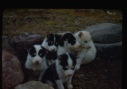 Image of Five Eskimo [Inuit] pups