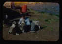 Image of Donald MacMillan playing with pups