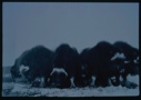 Image of Musk Oxen in defense circle