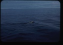 Image of Male bear swimming