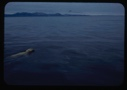 Image of Male bear swimming