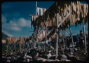 Image of Shark meat on drying rack