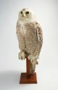 Image of Snowy owl mount prepared by Robert E. Peary