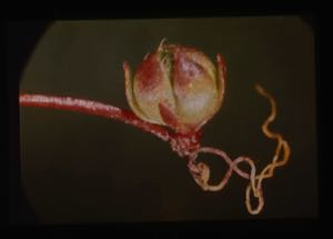 Cover thumbnail for Rutherford Platt Botanical 35mm Kodachrome Transparencies