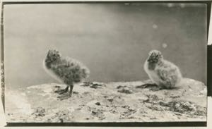 Thumbnail image of MacMillan Nitrate Negatives - Birds